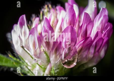 Ein roter Klee Blüte mit einem Tröpfchen des Regens. Stockfoto