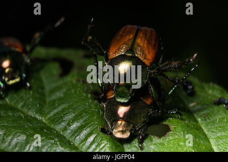 Japanische Käfer ernähren sich von Blättern. Stockfoto