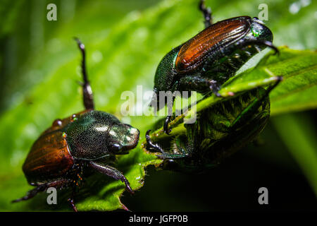 Japanische Käfer ernähren sich von Blättern. Stockfoto