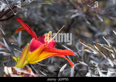 Hemerocallis "Stafford". Taglilien "Stafford" Blume unter den dunklen älteren Laub Stockfoto