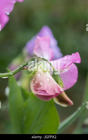 Platterbse man. Sweet Pea "Pinkie" Blume bedeckt Regen fällt in einem englischen Garten Stockfoto