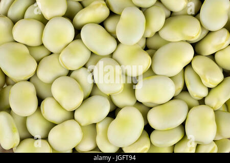 Frisch zubereitete Schiffsentwurf Saubohnen, verschiedene Witkiem Manita, Vicia Faba auch bekannt als Ackerbohnen, Fava, Bell, Pferd, Windsor, Taube und Tic Bohnen. Stockfoto