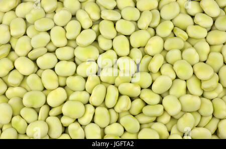 Frisch zubereitete Schiffsentwurf Saubohnen, verschiedene Witkiem Manita, Vicia Faba auch bekannt als Ackerbohnen, Fava, Bell, Pferd, Windsor, Taube und Tic Bohnen. Stockfoto