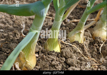 Zwiebeln, setzt Allium Cepa Vielzahl Sturon aus Zwiebel gewachsen in einem Gemüsegarten. Stockfoto