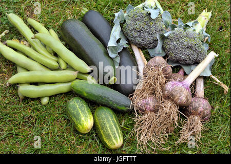 Auswahl an frisch gepflückt, biologischem Anbau von einen Gemüsegarten, Breite oder dicke Bohnen, Zucchini, Calabrese, Outdoor-Gurken und Knoblauch. Stockfoto