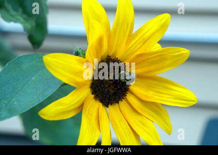 Black-Eyed Susan Blume mit Biene auf es neben Haus Stockfoto