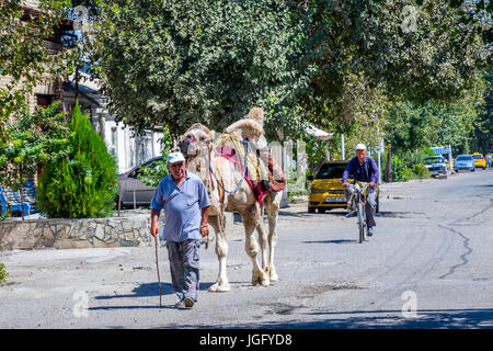 Buchara, Usbekistan - 31. August: Mann wandern mit dem Kamel an der Leine auf der Straße in Buchara. August 2016 Stockfoto