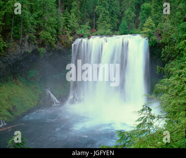 USA, Oregon, Willamette National Forest, McKenzie River stürzt über Koosah Wasserfälle im Frühling. Stockfoto