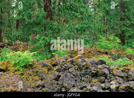 USA, Oregon, Willamette National Forest, Douglasie und Rebe Ahorn wachsen in der Nähe von Rand des alten Lavastrom Moos bedeckt. Stockfoto