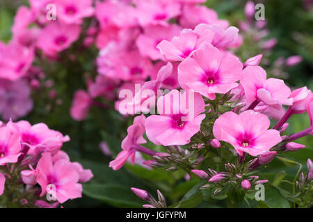 Phlox Paniculata 'Bareleven'. Phlox rosa Flamme Licht Blumen Stockfoto