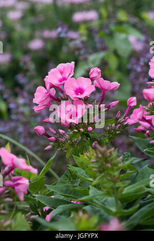 Phlox Paniculata 'Bareleven'. Phlox rosa Flamme Licht Blumen Stockfoto