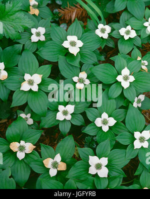 In der Nähe von Roaring River, Oregon, USA, Willamette National Forest, Bunchberry (Cornus Canadensis) in voller Blüte. Stockfoto