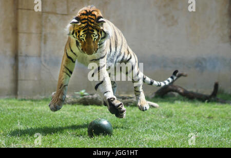 HANDOUT - ein Handout Bild datiert 6. Juli 2017 zeigt der sibirische Tiger, Aljoscha, springen vor eine Wassermelone auf den Erlebnis-Zoo Hannover in Hannover, Deutschland. Der Tiger erhielt von den Zoo-Mitarbeiter eine Wassermelone mit Fisch als Geschenk zu seinem zweiten Geburtstag gefüllt. Sibirische Tiger, auch bekannt als Amurtiger, gelten als stark gefährdet. Nur etwa 550 Personen leben in freier Wildbahn in der Art Haus in Russland. Achtung Redaktion: Redaktionelle Verwendung nur IN Verbindung mit aktuellen REPORTING/obligatorischen CREDITS Foto: Jan-Gerrit Gross/Zoo Hannover/Dpa Stockfoto