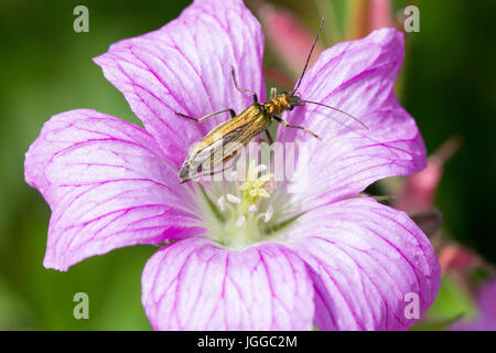 7. Juli 2017. UK Wetter. einen dicken Beinen flower Beetle (Oedemera nobilis) Grünfutter in der Nachmittagshitze in East Sussex, UK Credit: Ed Brown/Alamy leben Nachrichten Stockfoto