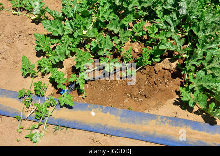 Trickle-Bewässerungssystem für Gewässerschutz Bewässerung von jungen Wassermelone Pflanzen im Feld, Italien Stockfoto