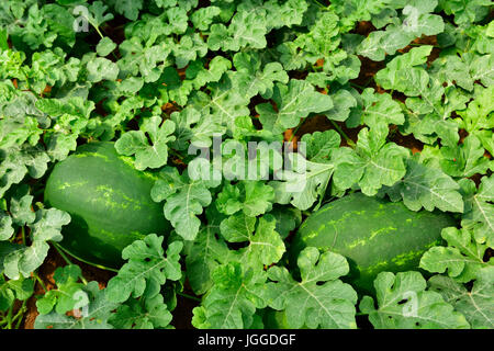 Wassermelonen (Citrullus Lanatus) wächst im Handel Stockfoto