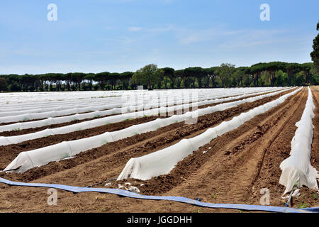 Kommerzielle landwirtschaftliche Bereich mit Gartenbau Polyäthylen Vlies Film Clochen, Wasser und schonen neue Jungpflanzen Stockfoto