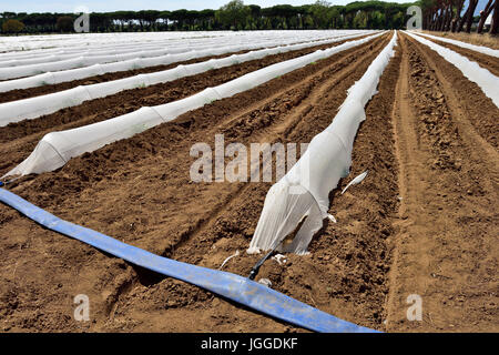 Kommerzielle landwirtschaftliche Bereich mit Gartenbau Polyäthylen Vlies Film Clochen, Wasser und schonen neue Jungpflanzen Stockfoto