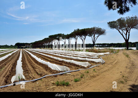 Kommerzielle landwirtschaftliche Bereich mit Gartenbau Polyäthylen Vlies Film Clochen, Wasser und schonen neue Jungpflanzen Stockfoto