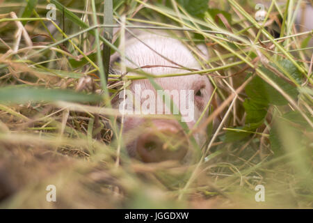 Ferkel Gras versteckt. Vier Tage alten Hausschweine im Freien, mit schwarzen Flecken auf rosa Haut Stockfoto