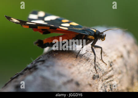 Scharlachrote Tiger Moth (Art Dominula) Profil zu ausruhen. Bunten britische Insekt in der Familie Erebidae, zuvor Arctiidae, auf Holz Stockfoto