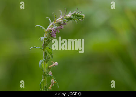 Rote Bartsia (Odontites Vernus) in Blüte. Eine parasitäre Pflanze in der Familie Scrophulariaceae, mit rosa Blüten Stockfoto