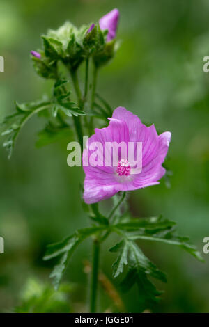 Moschusmalve (Malva Moschata) Pflanze in Blüte. Rosa Blüten auf Pflanze in der Familie Malvaceae zeigen tief schneiden Blätter Stockfoto