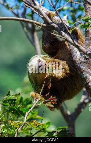 Hoffmanns zwei – Finger Faultier in einem Baum Fütterung von Wildtieren Aufnahme in Panama Stockfoto