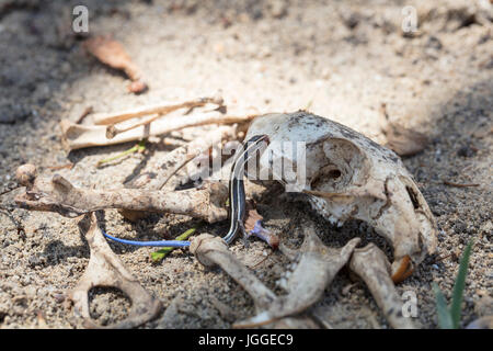 Blau-tailed Skink kriechen auf eine Ratte Schädel Knochen inmitten der Wüste umgeben. Stockfoto