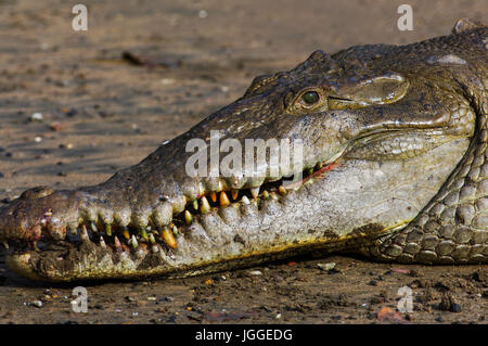 Riesiges Salzwasserkrokodil Nahaufnahme Gesicht Aufnahme in Coiba Insel in Panama Stockfoto