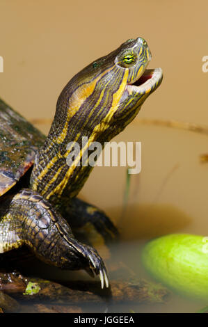 Nahaufnahme Gesicht ein Wasser Schildkröte Wildlife Aufnahme in Panama Stockfoto