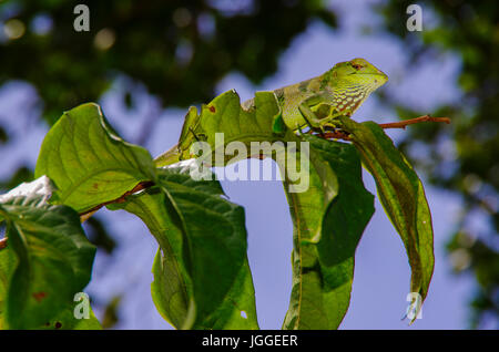 Grüner Leguan Wildlife Aufnahme in Panama Stockfoto