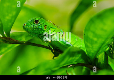 Grüner Leguan Wildlife Aufnahme in Panama Stockfoto