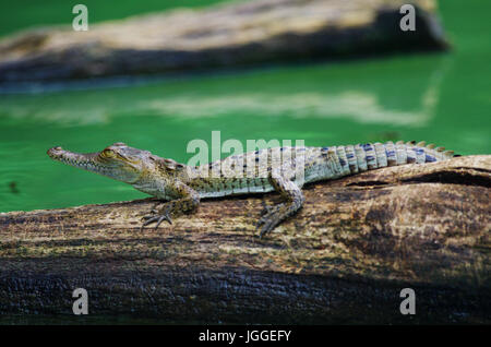 Baby-Krokodil auf einem Baum Strunk in einem See Wildlife Aufnahme in Panama Stockfoto