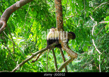 Gescheckte Kapuziner-Affen in einem Regenwald Baum Wildlife Aufnahme in Panama Stockfoto