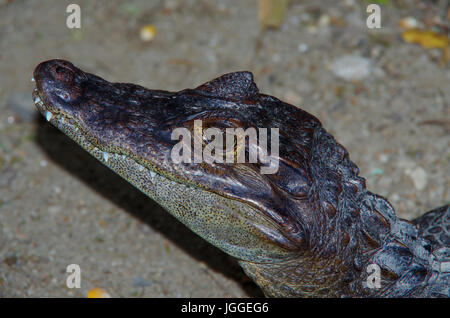 Baby-amerikanisches Krokodil-Tierbild, aufgenommen in Panama Stockfoto