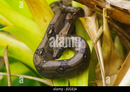 Boa Constrictor Schlange zusammengerollt in einem Baum wartet auf seine Beute Stockfoto