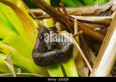 Boa Constrictor Schlange zusammengerollt in einem Baum wartet auf seine Beute Stockfoto