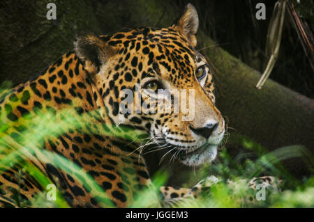 Wilde Raubkatze Jaguar Panthera Onca Cloce Gesicht Bild genommen in Panama Stockfoto