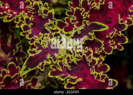 Solenostemon Scutellarioides Blätter an einem Garten in den Tag Stockfoto