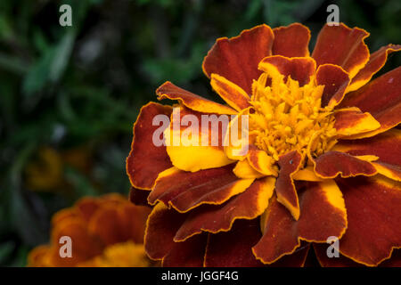 Ringelblume nah oben schießen auf einen Garten Stockfoto