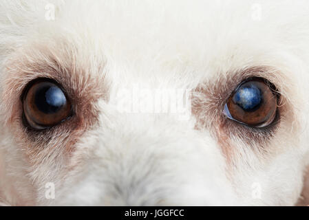 Nahaufnahme der weiße Pudel Hund Augen. Makroaufnahme einer Hunde-Augen Stockfoto