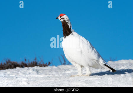 Willow Ptarmigan männlich, Frühjahr Zucht Gefieder, Denali-Nationalpark, Alaska Stockfoto