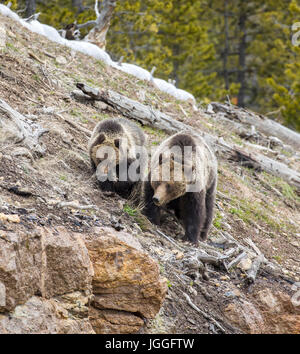 Grizzly Bear Sau und Cub auf Hügel in Yellowstone Stockfoto