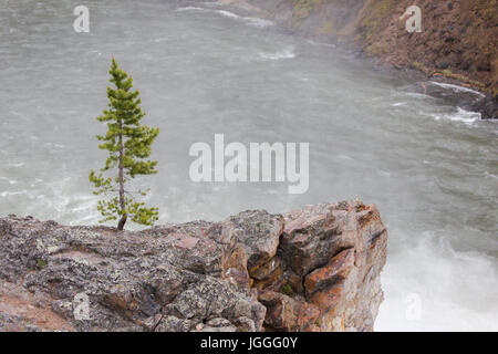 Kleine Kiefer wächst auf einem Felsen über dem wild Yellowstone River im Grand Canyon des Yellowstone, Yellowstone-Nationalpark Stockfoto