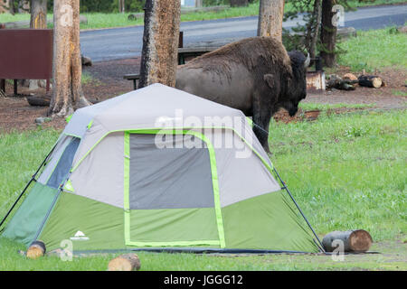 Ein Bison auf Norris Campground in Yellowstone Nationalpark mit einem Zelt im Vordergrund Stockfoto