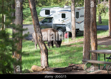 Ein Bison ist neben einem kleinen RV-Anhänger Weiden auf Norris Campground in Yellowstone Nationalpark Stockfoto