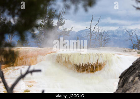 Detail des weißen Elefanten hinteren Terrasse, Mammoth Hot Springs, Yellowstone-Nationalpark Stockfoto