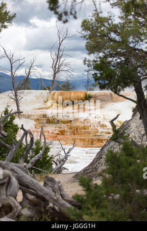 Der weiße Elefant zurück Terrasse am Mammoth Hot Springs im Yellowstone-Nationalpark Stockfoto