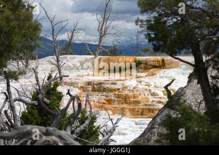 Der weiße Elefant zurück Terrasse am Mammoth Hot Springs im Yellowstone-Nationalpark Stockfoto